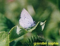 Celastrina argiolus Gremillet Sophie 86 082003