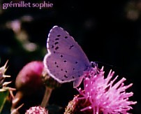 Celastrina argiolus Gremillet Sophie 86 082003
