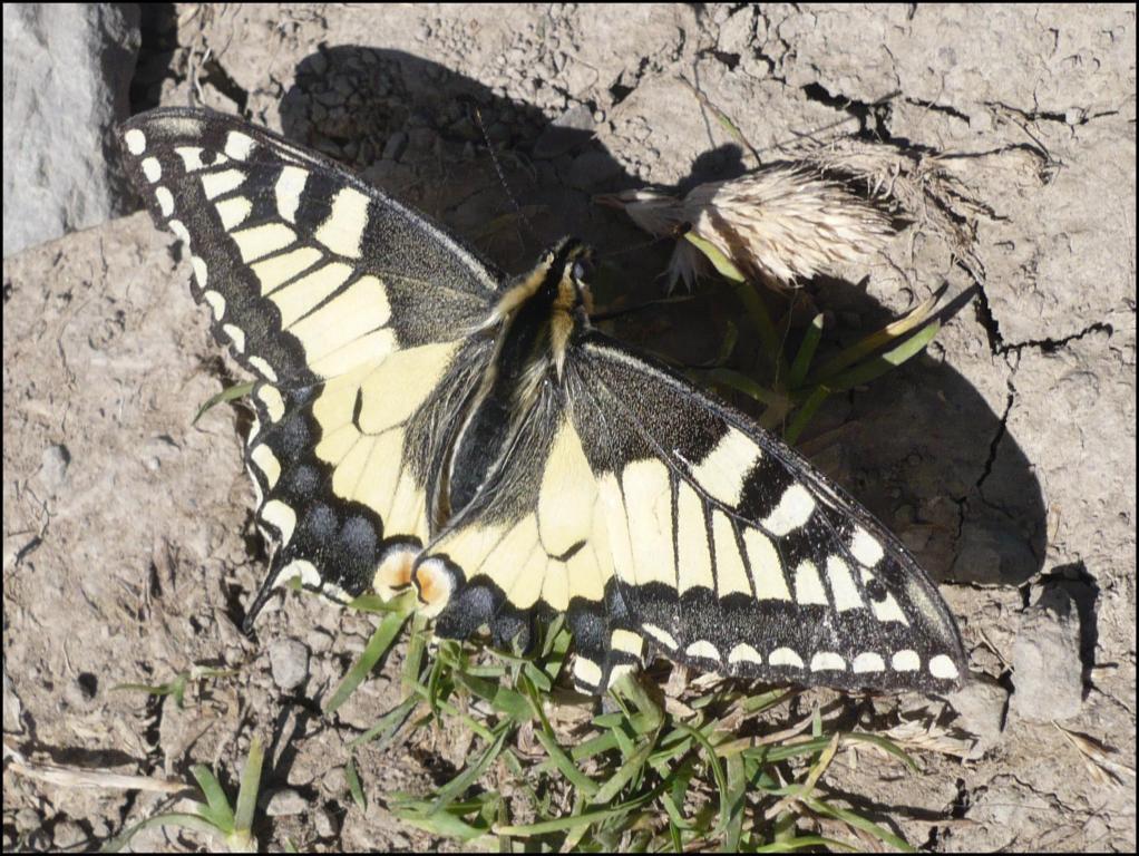 Papilio machaon Francoz Philippe Seythenex 74 11082011