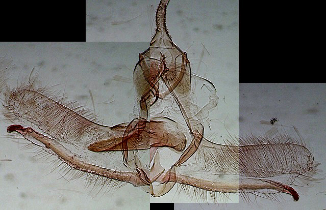 Cnephasia asseclana mâle AC-6923