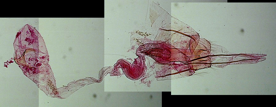 Coleophora adjunctella femelle AC-7539