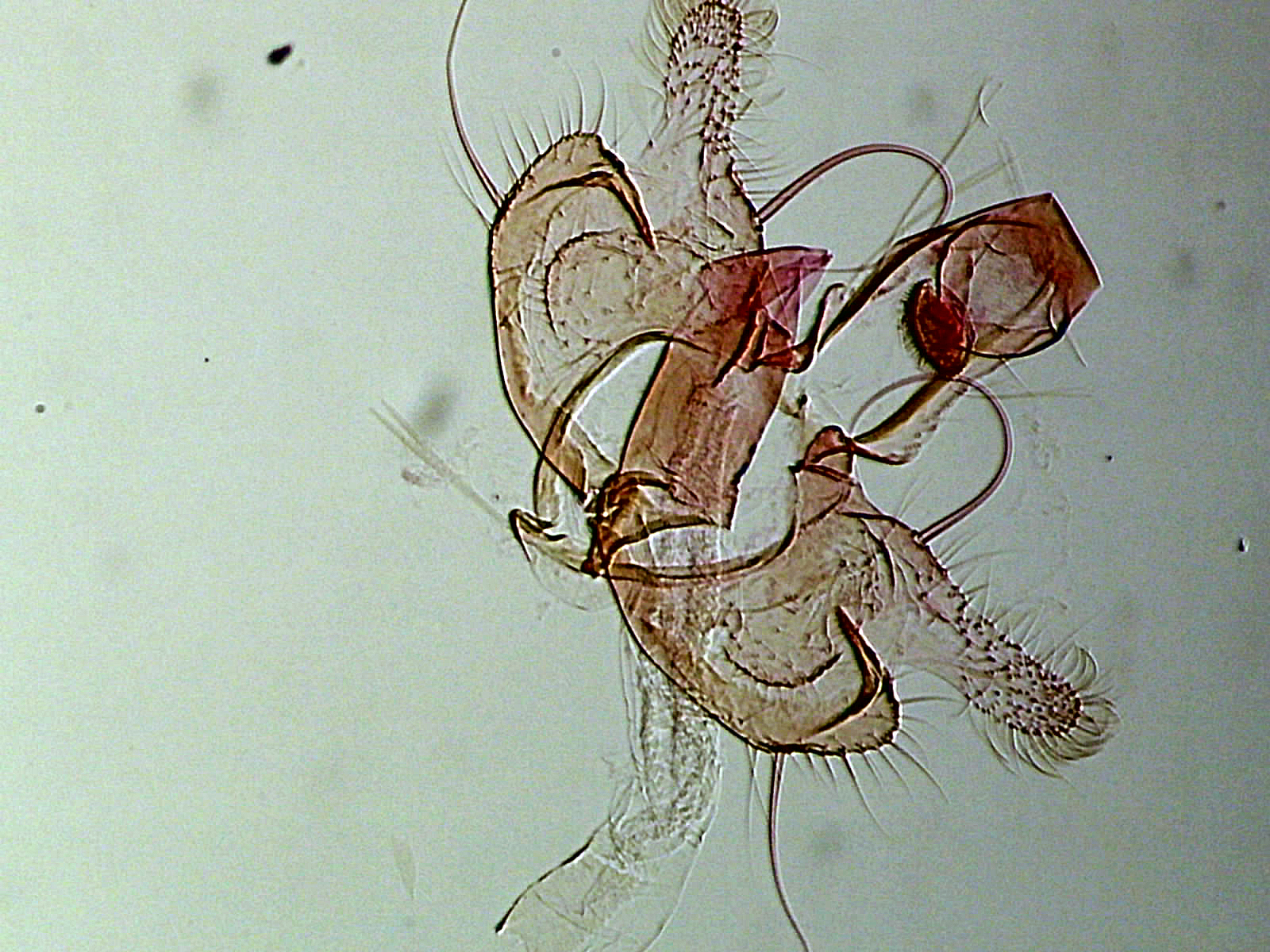 Coleophora mayrella mâle AC-8189