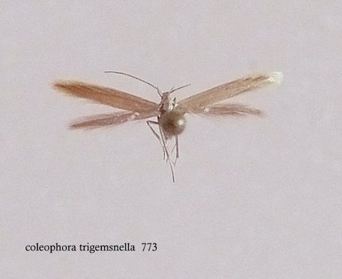 Coleophora trigeminella Lemoine Christian Thouars 79 30062007
