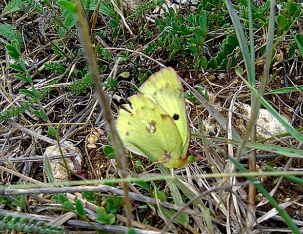 Colias hyale Loth Francis Romegoux 17 04052011