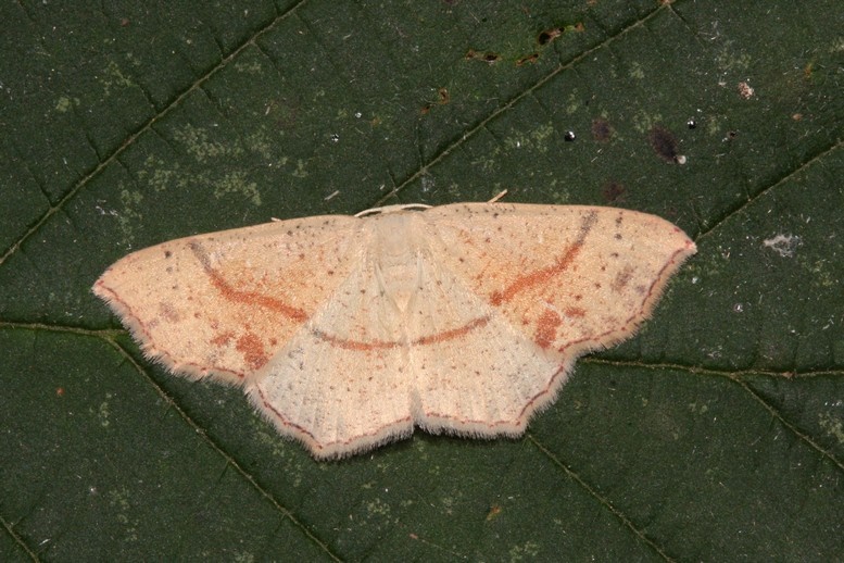 Cyclophora punctaria Roques Olivier Bords 17 06072015