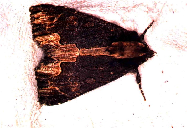 Dypterygia scabriuscula 79 28061990