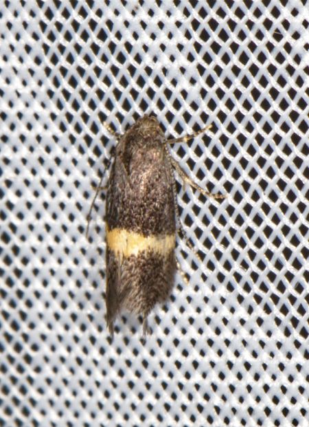 Elachista chrysodesmella Champarnaud Claude Saint-Porchaire 17 21052020 1b
