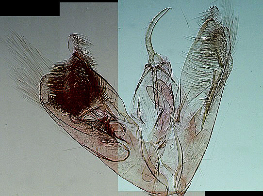 Emmelina pseudojezonica mâle AC-8186