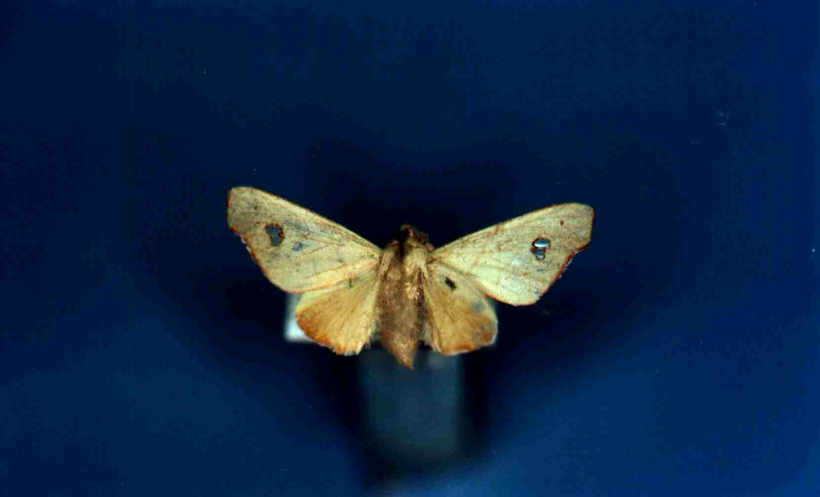 Ennomomima flavida (Hampson, 1905)
