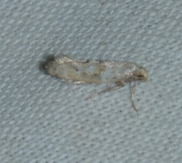 Epermeniidae sp (Epermenia insecurella) West Hazel Saint-Dizant du Gua 17 22082016