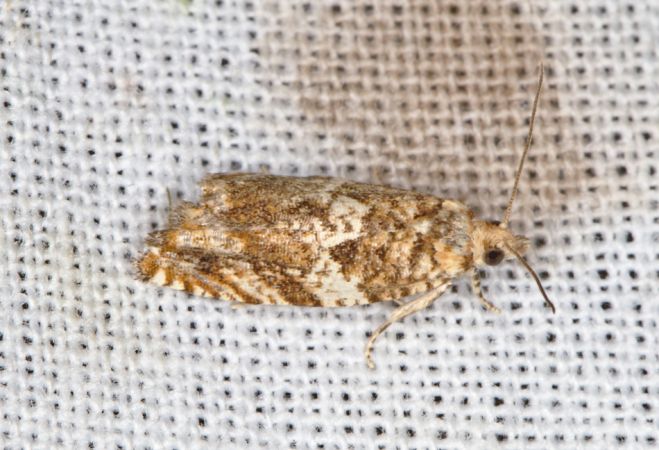 Epinotia abbreviana Champarnaud Claude Breuil-Magné 17 31052020
