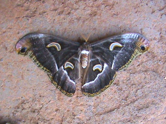 Epiphora ploetzi female Constanza Michelle Yokadouma Cameroun 09022010