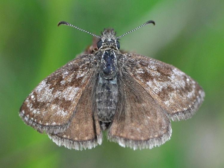 Erynnis tages Terrien Fabrice Annezay 17 13052009