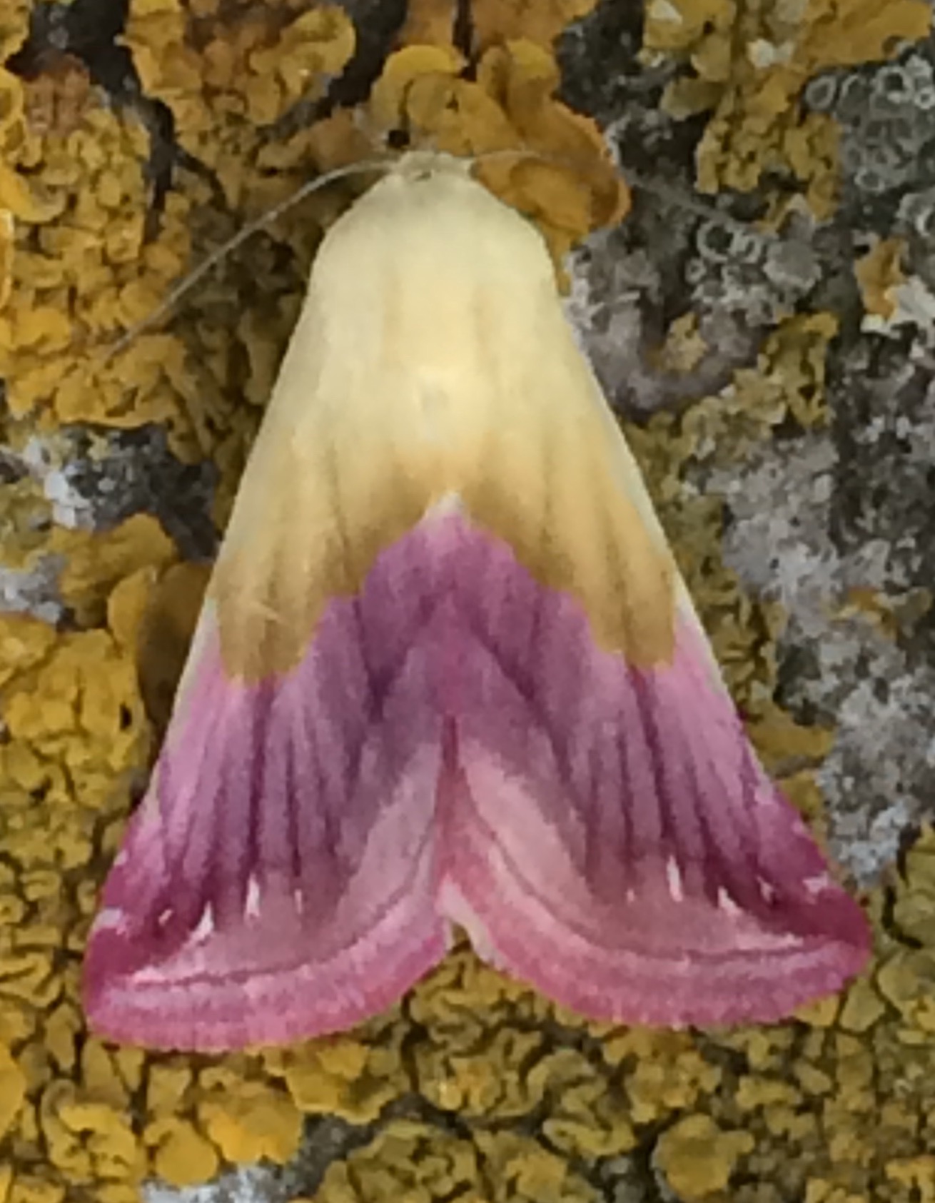 Eublemma purpurina Francis Julian Chillac 16 22092016