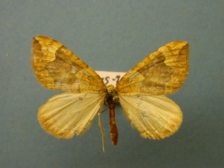 Eulithis populata Collection Levesque Robert