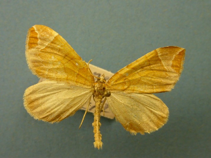 Eulithis testata Collection Levesque Robert