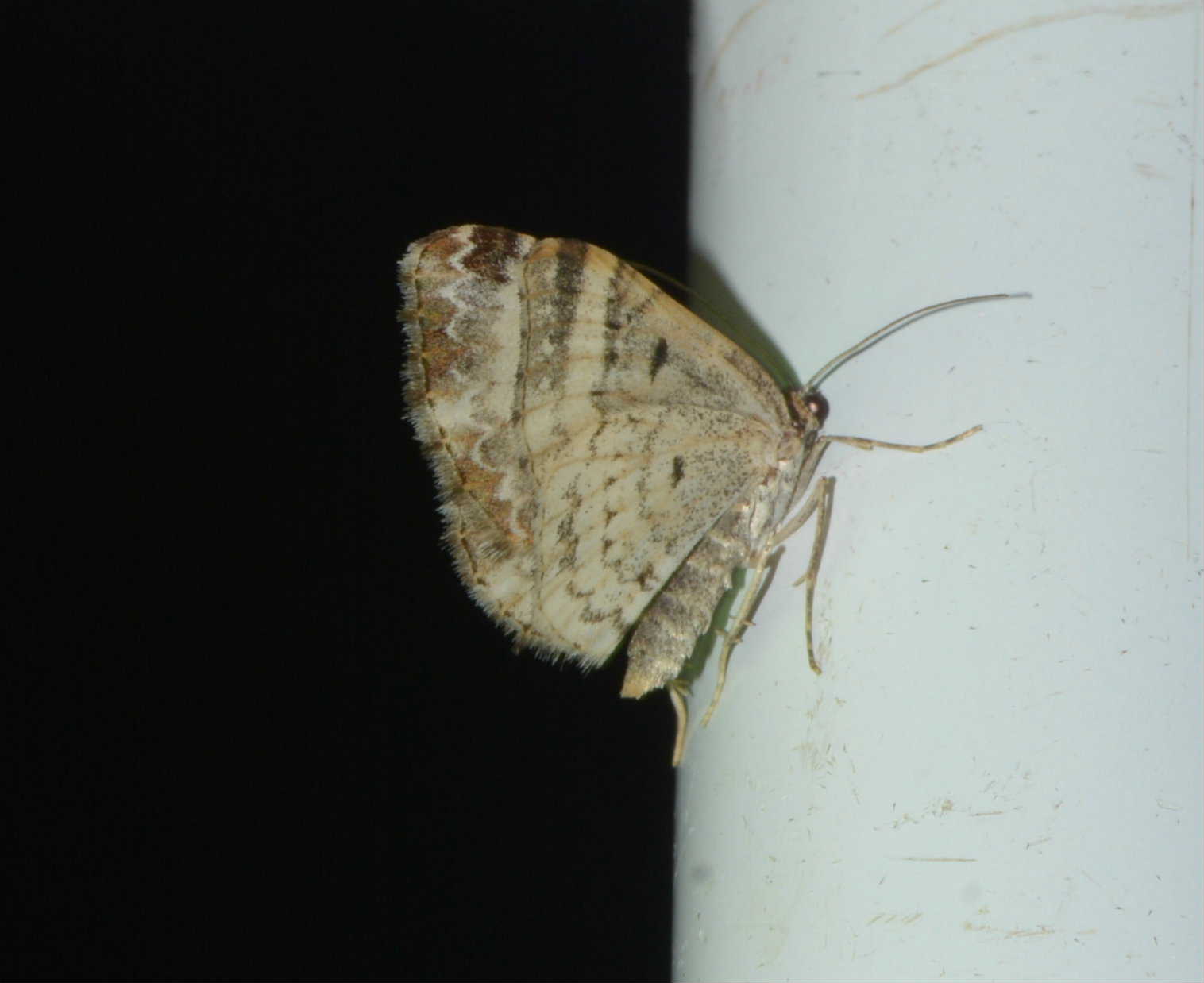 Euphyia unangulata West Hazel Corignac 17 29062016 1b