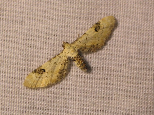 Eupithecia centaureata Buquet 60 01092005