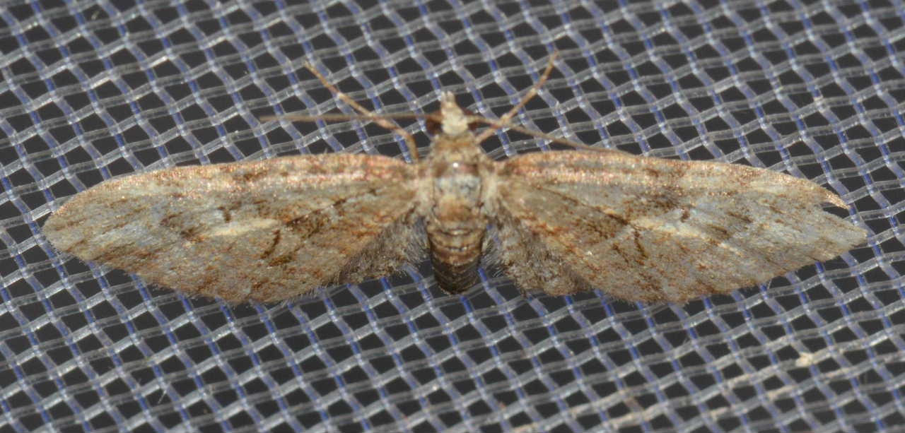 Eupithecia abbreviata West Hazel et Ron La Clotte 22042015