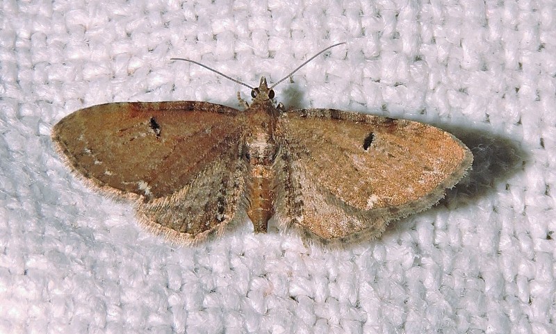 Eupithecia absinthiata Charles Geneviève Voissay 17 22082016