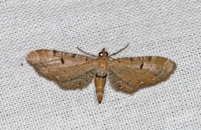 Eupithecia absinthiata Champarnaud Claude Saint-Jean d’Angle 17 26082019