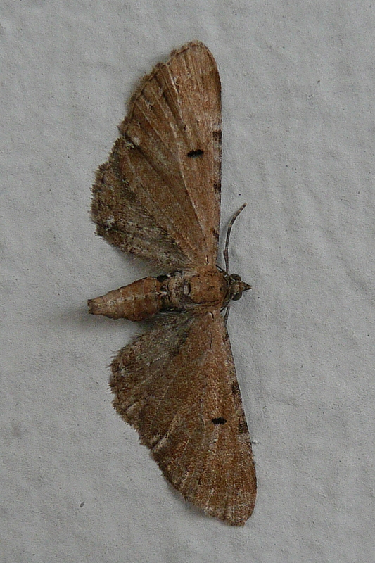 Eupithecia absinthiata Le Mao Patrick Trégueux (22) 18082009
