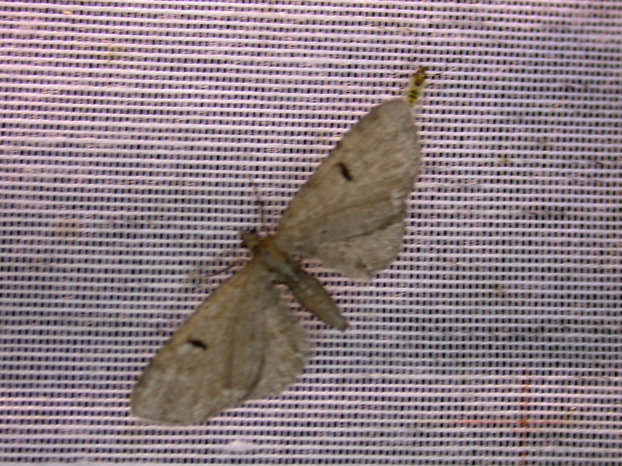 Eupithecia assimilata Guyonnet Antoine Yves 17 25062015