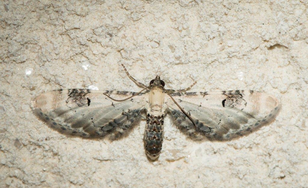 Eupithecia centaureata Champarnaud Claude Rochefort 17 09052016