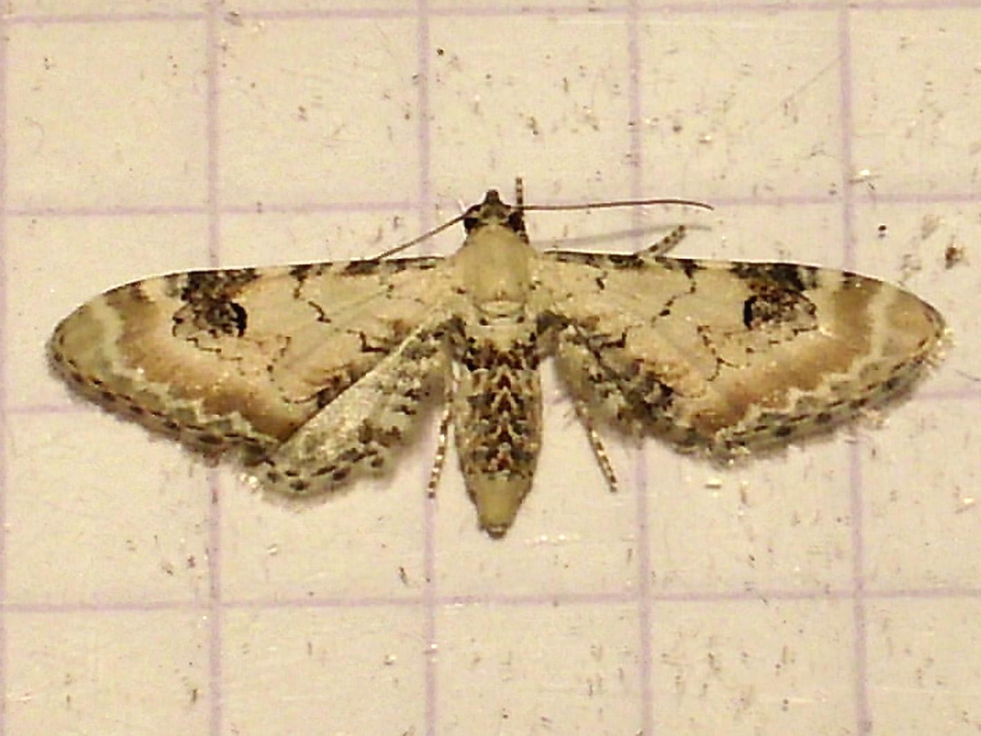 Eupithecia centaureata Facon David Périgné 79 15062012