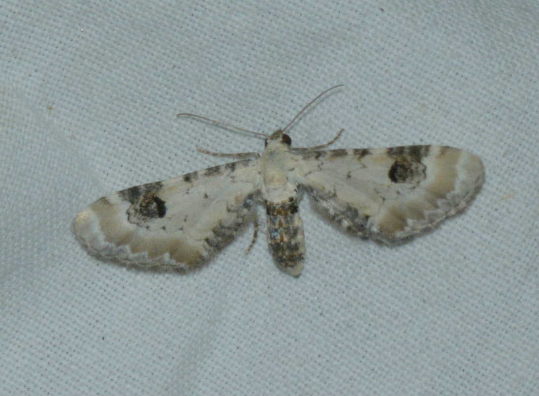 Eupithecia centaureata West Hazel Corignac 17 29072016