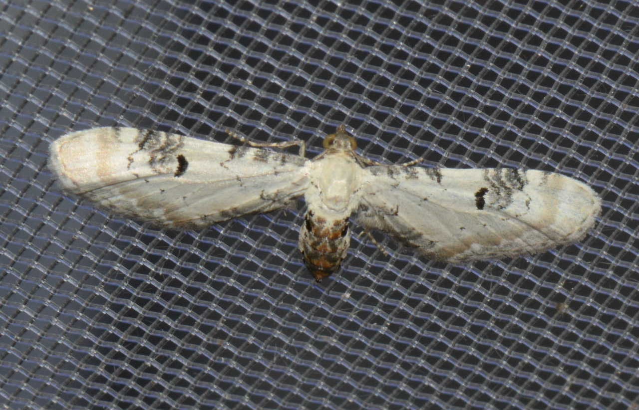 Eupithecia centaureata West Hazel et Ron La Clotte 17 11052015