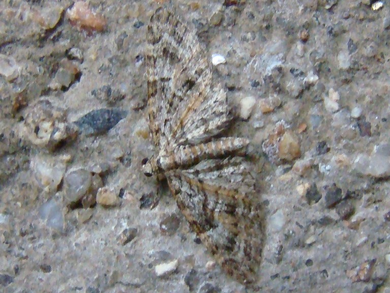 Eupithecia dodoneata Seys Brigitte Douadic 36 23042012