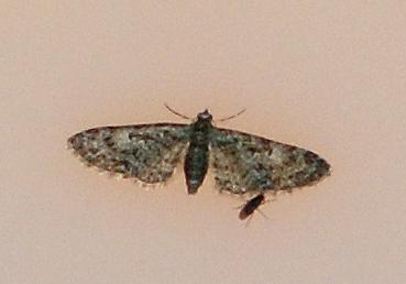 Eupithecia dodoneata Rebeyrol Christian Niort 79 29042010