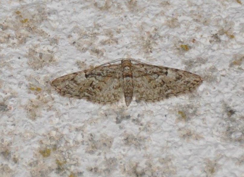 Eupithecia dodoneata West Hazel et Ron Mortagne sur Gironde 17 05042014