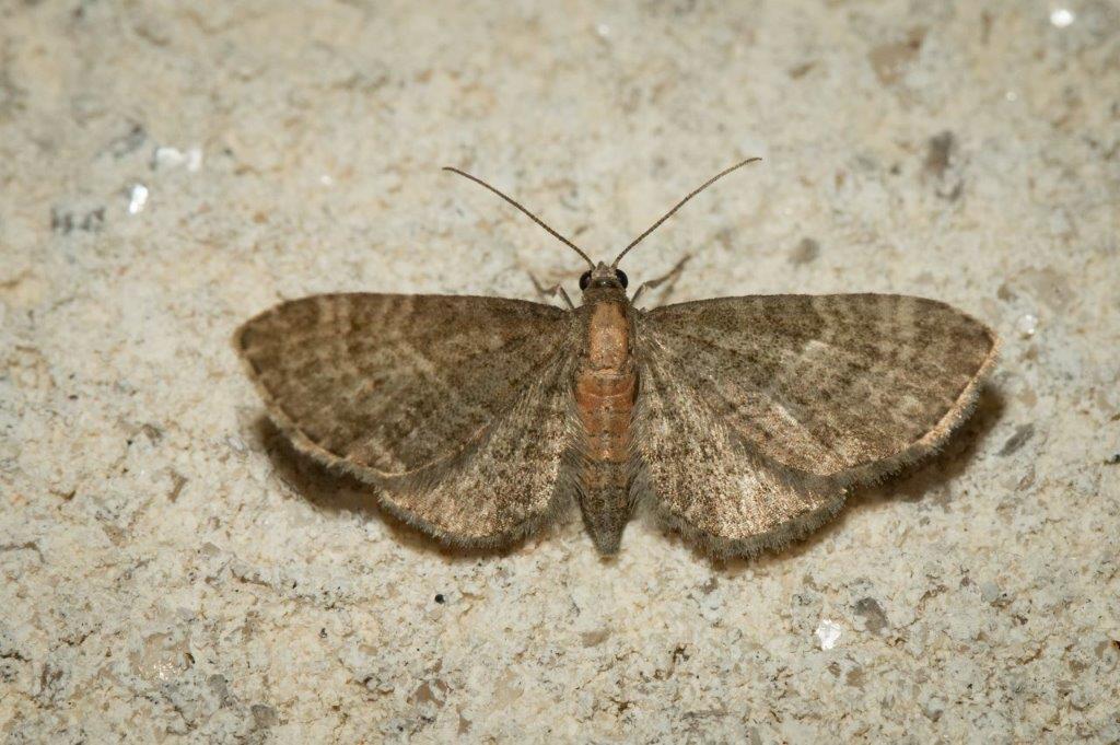 Eupithecia haworthiata Champarnaud Claude Rochefort 17 26052016
