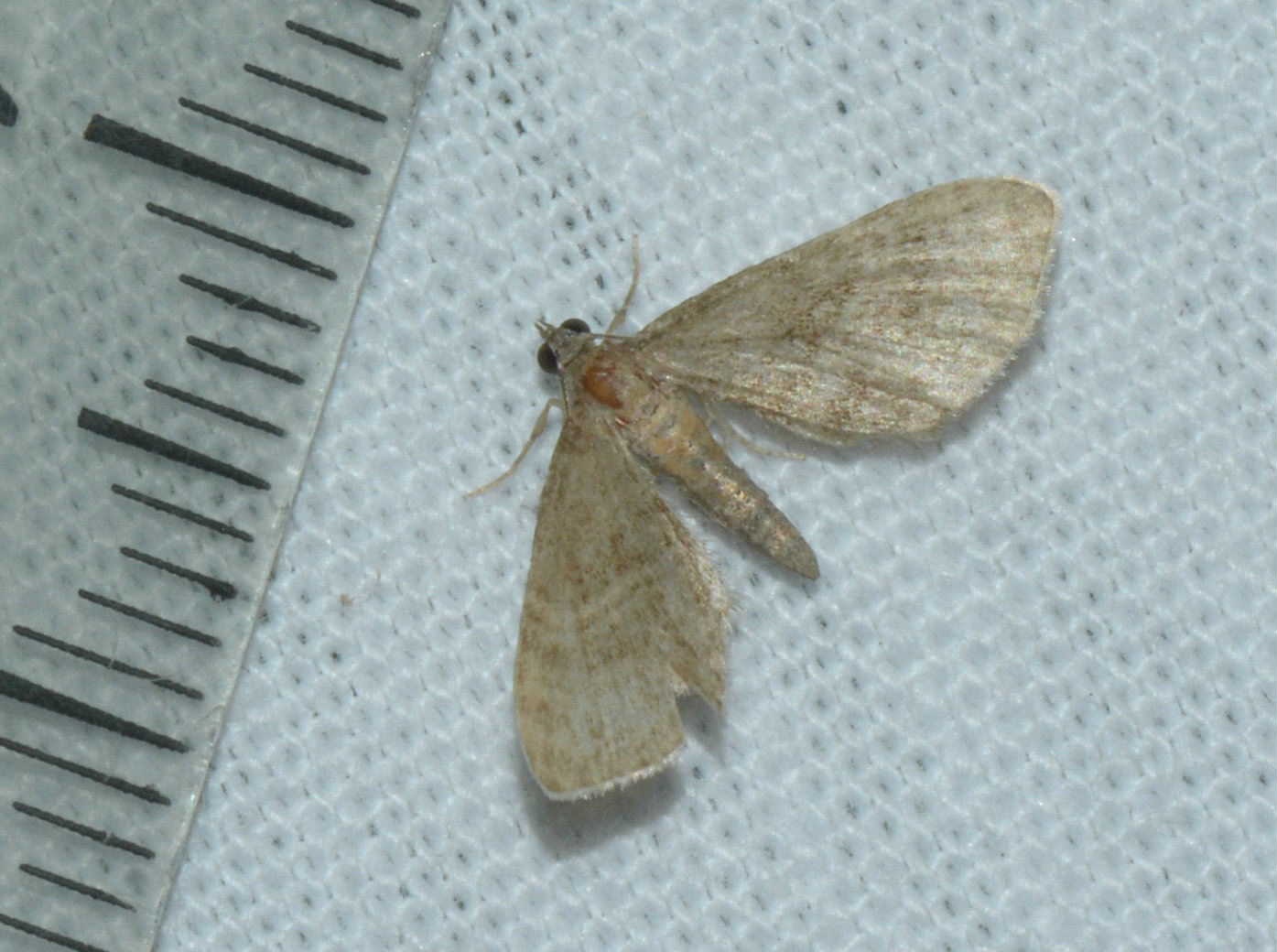 Eupithecia haworthiata West Hazel Saint-Dizant du Gua 17 02062016
