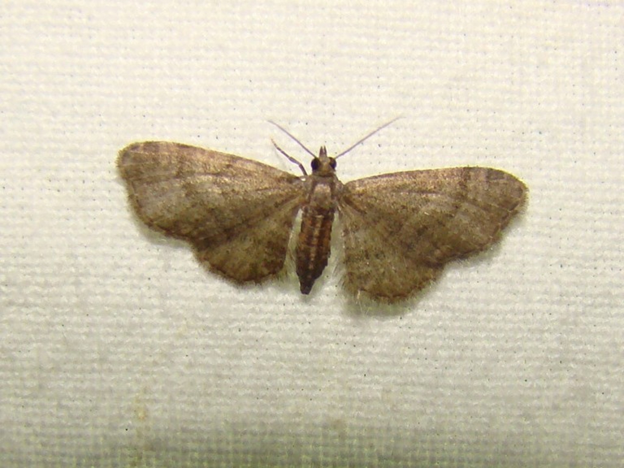 Eupithecia haworthiata Seys Brigitte Wingles 62 06072013