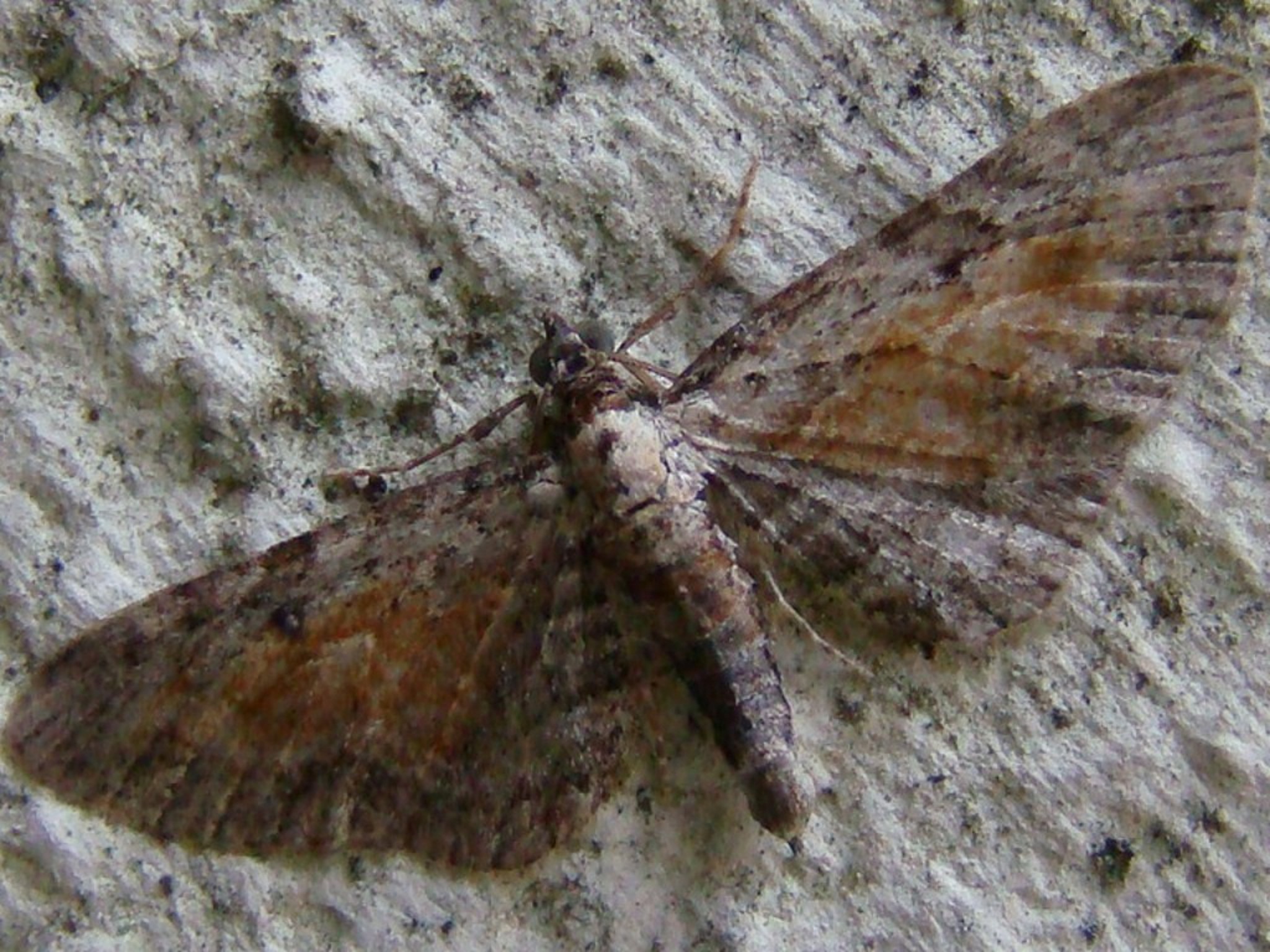 Eupithecia icterata Seys Brigitte Carvin 62 30082009