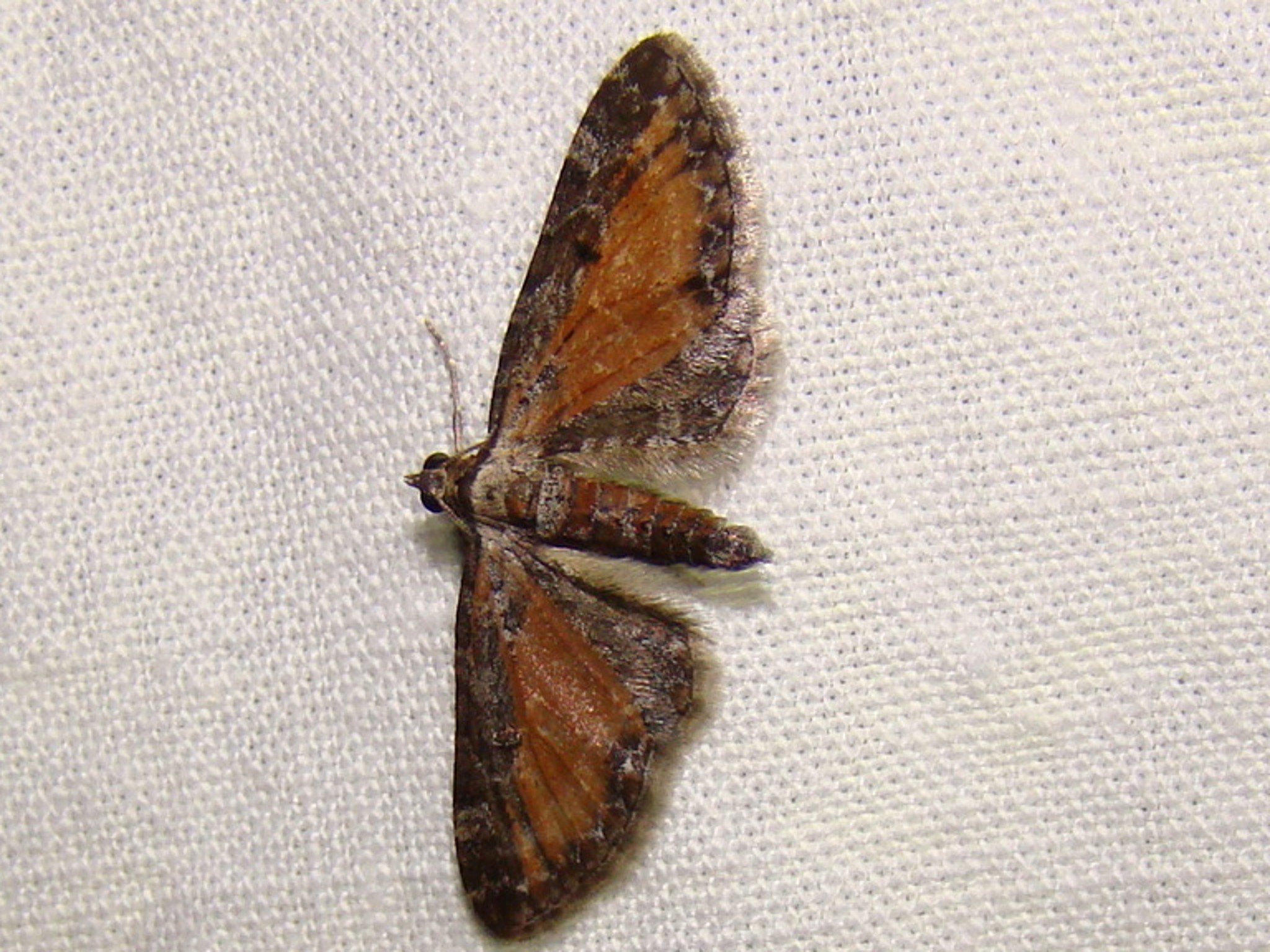 Eupithecia icterata Seys Brigitte Loos en Gohelle 62 03082013