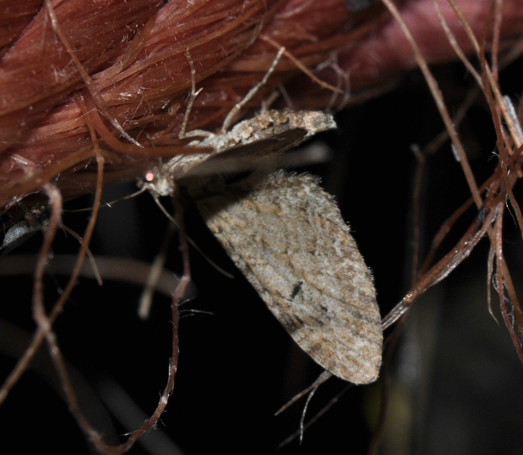 Eupithecia innotata West Hazel et Ron Mortagne sur Gironde 17 05092014