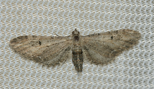 Eupithecia innotata Laluque Olivier Saint-Georges d’Oléron 17 29042017