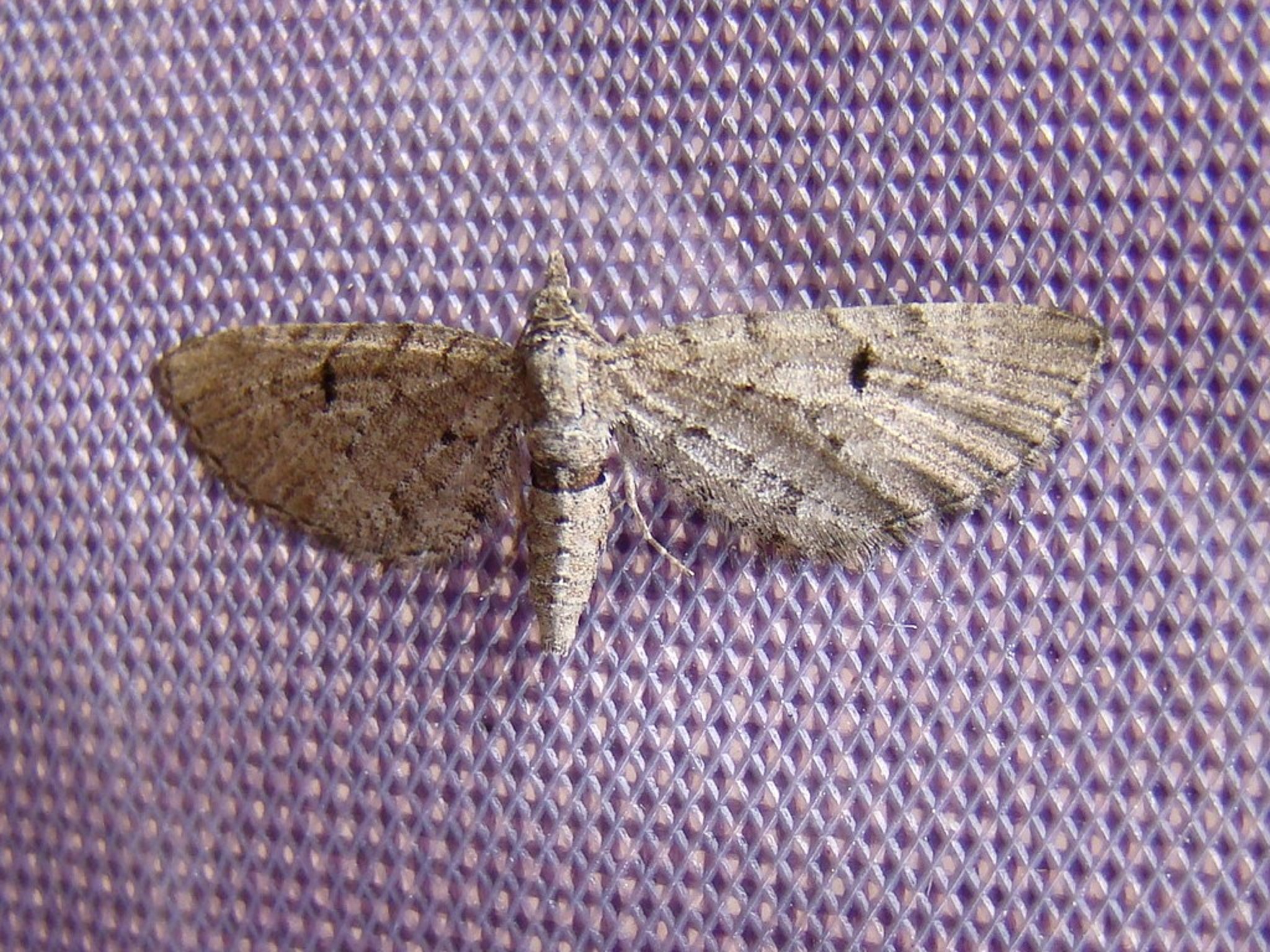 Eupithecia intricata Seys Brigitte Carvin 62 16062013