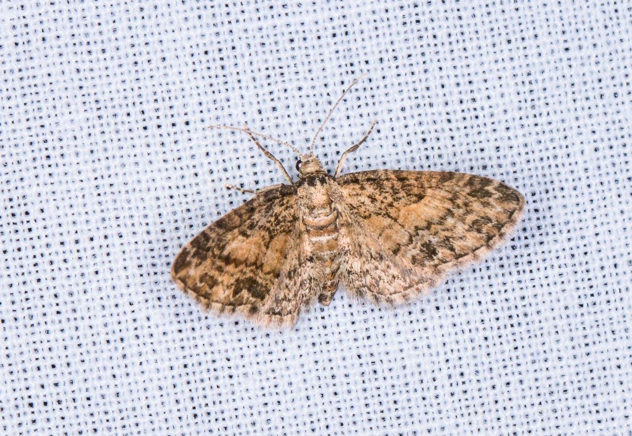 Eupithecia inturbata Champarnaud Claude Grandjean 17 24062017