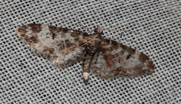 Eupithecia irriguata Odeide René Smarves 86 07052013