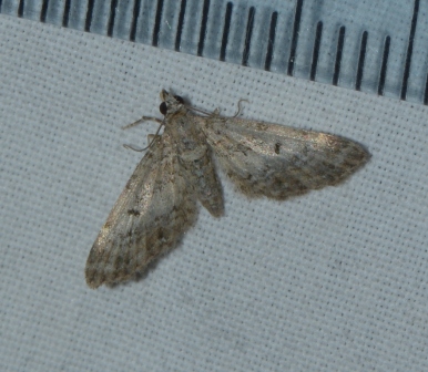Eupithecia laquaearia West Hazel Corignac 17 12092016