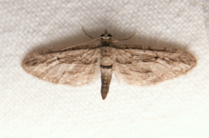 Eupithecia phoeniceata Lavoué Bruno Saint-Georges d’Oléron 17 03102007