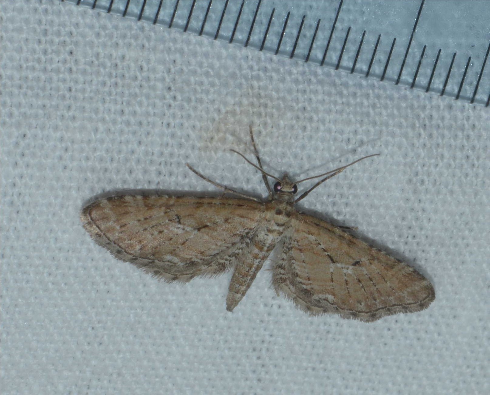 Eupithecia scopariata West Hazel et Ron La Clotte 17 15052016