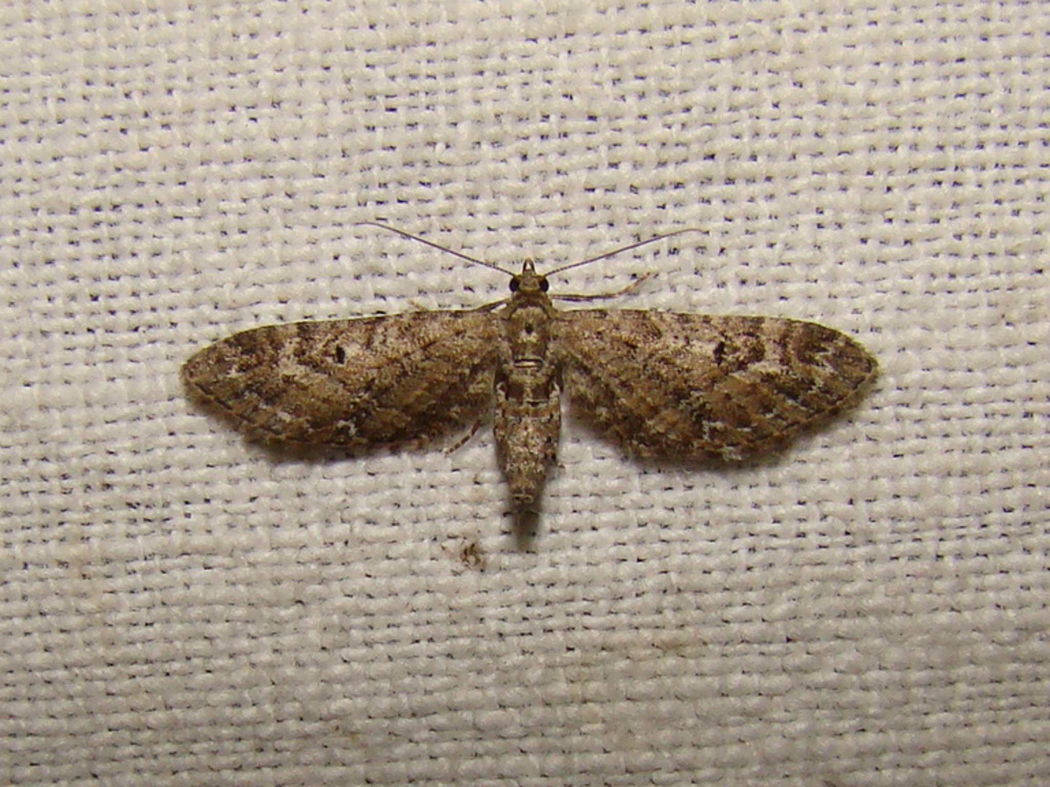 Eupithecia scopariata Seys Brigitte Carvin 62 28082010