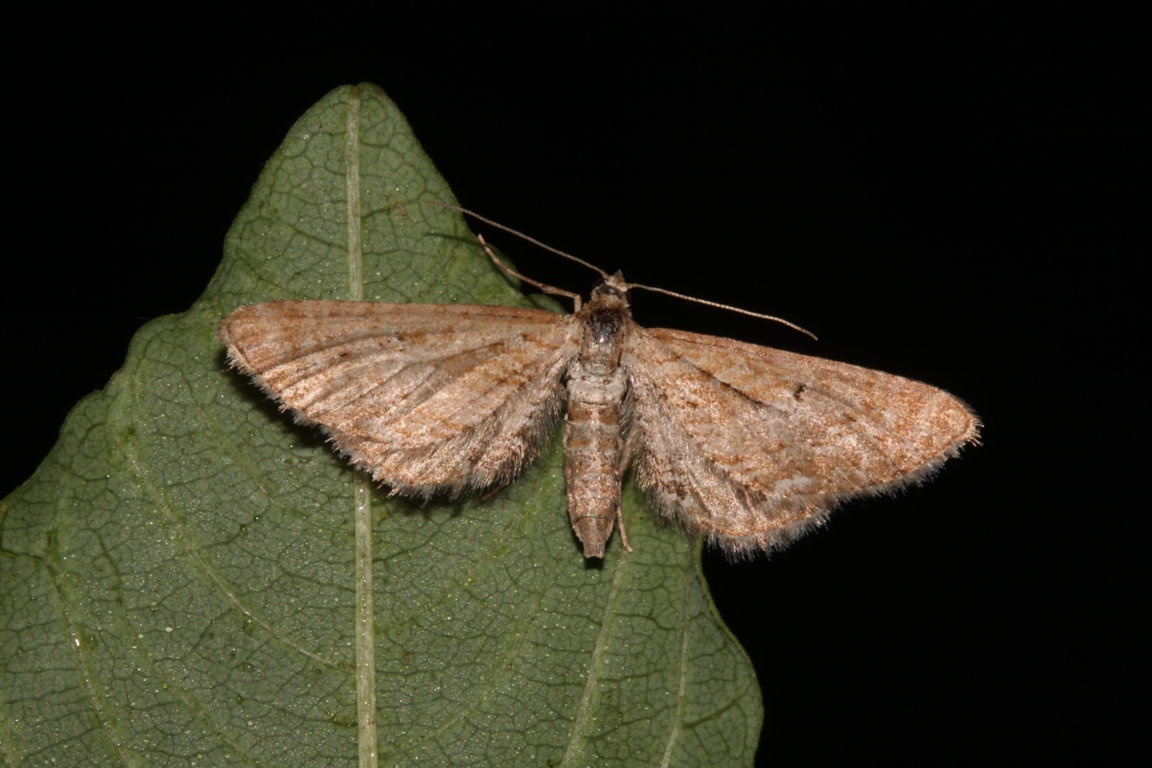 Eupithecia scopariata Roques Olivier Saint-Sornin 17 08062016