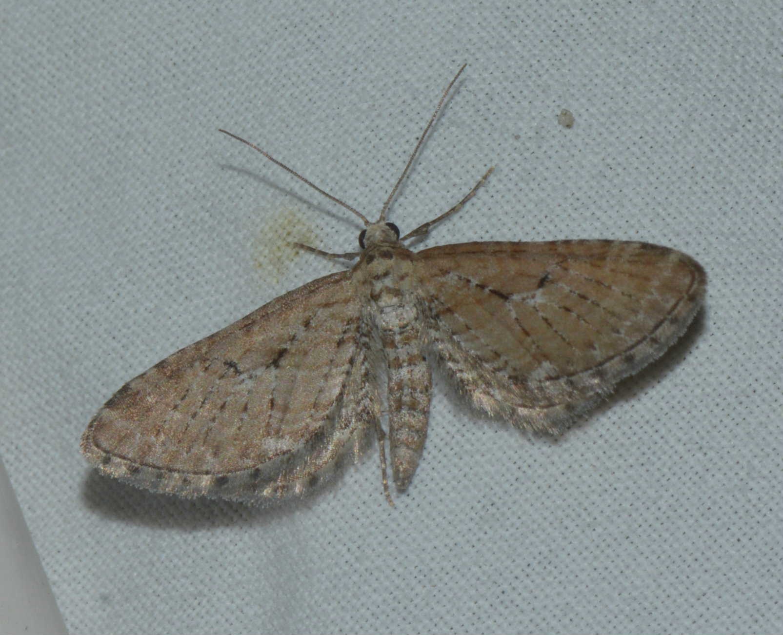 Eupithecia scopariata West Hazel et Ron La Clotte 17 15052016